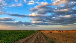 Белгородские аграрии засеют соей 240 тысяч гектаров в 2019 году