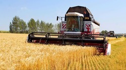 Хлеборобы АО «Должанское» Вейделевского района завершили уборку ранних зерновых 12 августа