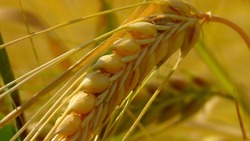 Аграрии региона приступили к севу ранних зерновых культур