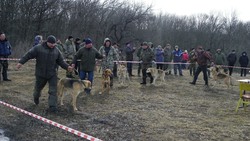 Владельцы охотничьих собак представили питомцев на выводке в Вейделевском районе