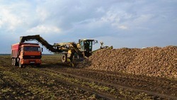 Вейделевский район вошёл в топ-3 по сбору сахарной свёклы в Белгородской области