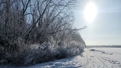 Вейделевское лесничество отмечает профессиональный праздник