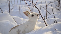 Зимний маршрутный учёт охотничьих ресурсов стартовал в Белгородской области