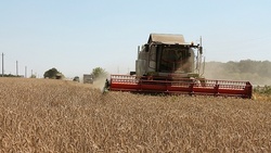 Уборка ранних зерновых культур приблизилась к завершению в Белгородской области