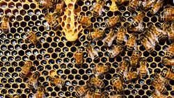 Вейделевские пчеловоды провели собрание