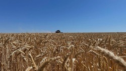 Уборочная кампания по озимой пшенице стартовала в хозяйствах Белгородской области