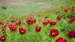 Краеведческий проект «Знакомьтесь – воронцовый край!» стартовал в библиотеках Вейделевского округа