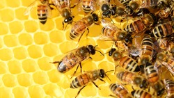 Разработка белгородских программистов позволит предотвратить пчелиный мор по всей стране