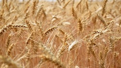 Вячеслав Гладков сообщил о рекордной урожайности озимой пшеницы в Белгородской области