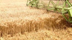 Аграрии начали убирать ранние зерновые культуры в Вейделевском районе