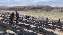 Вейделевцы присоединились к Всероссийской акции «Сохраним лес» 17 октября