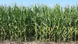 АО «Должанское» приступило к заготовке кукурузы на силос в Вейделевском районе