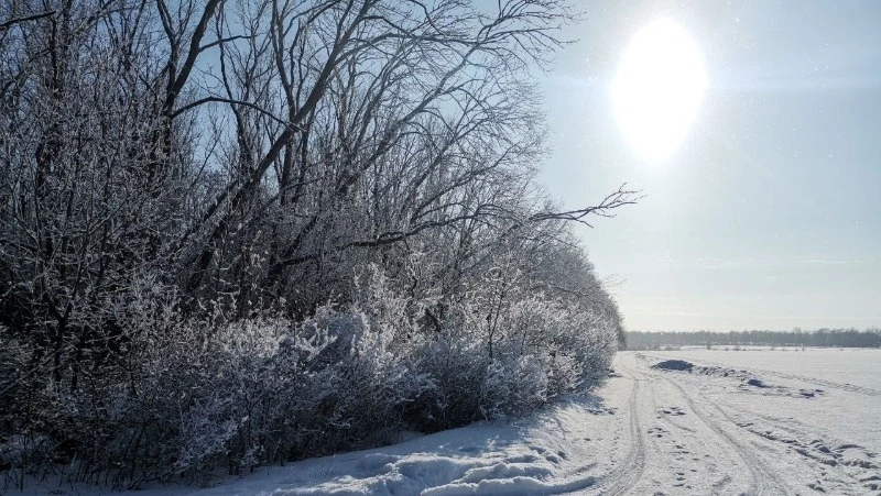 Вейделевское лесничество отмечает профессиональный праздник