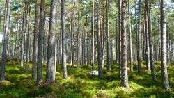 Белгородцы смогут бесплатно получить саженцы деревьев для своего участка