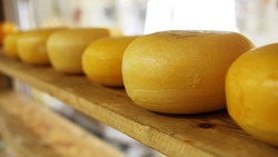 Ровеньской маслосырзавод начнёт производить новые сорта сыра