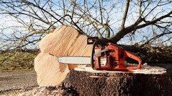 Староосколец понесёт ответственность за незаконную рубку деревьев