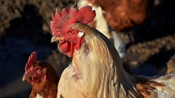 Двое жителей Красненского района ответят за покушение на кражу домашней птицы