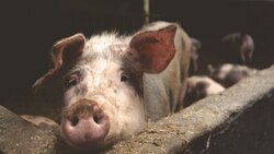 Новые свинокомплексы появятся в Белгородской области
