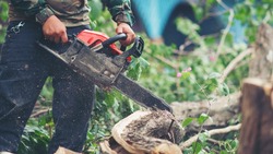 Вейделевский «Коммунальщик» поможет жителям спилить и вывезти деревья с участка  