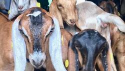 Программа «Агростартап» позволила вейделевскому предпринимателю разводить породистых коз