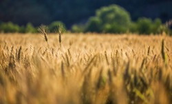 Белгородская область заняла 3 место по производству валовой продукции сельского хозяйства