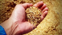 Вейделевский суд вынес приговор по делу о хищении озимой пшеницы