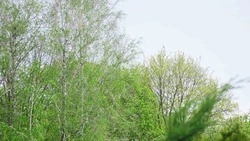Особый противопожарный режим введён на территории Белгородской области с 6 мая 