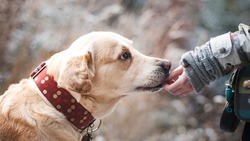 Белгородцы смогут обрести преданного друга из числа бездомных собак