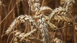 Специалисты Центра оценки качества зерна сообщили о влиянии дождей на пшеницу и ячмень