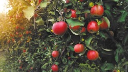 Россельхозбанк выяснил любимый цвет и вкус яблок россиян