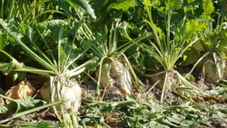 «Русагро» запустит в регионе проект по производству сахара из кормовой патоки