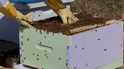 Вейделевские пчеловоды провели семинар