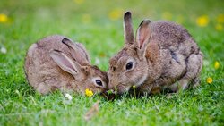 Вейделевский суд назначил штраф обвиняемому в совершении кражи кроликов