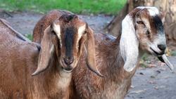 Вейделевский фермер займётся разведением англо-нубийской породы коз